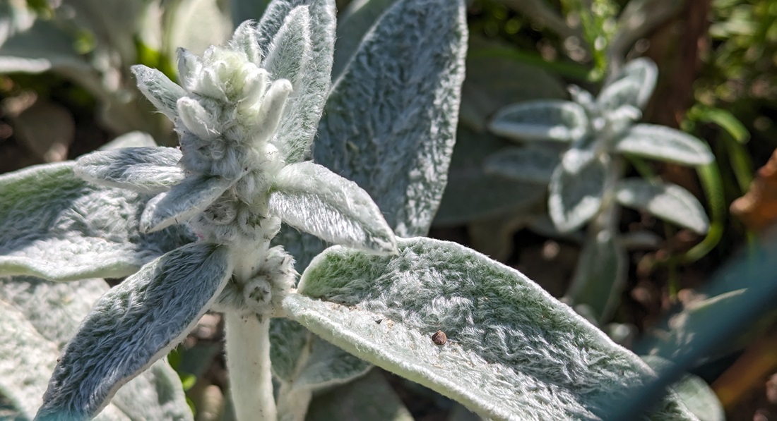 Der Woll-Ziest ist eine talentierte therapietaugliche Pflanze.  © GartenRadio.fm