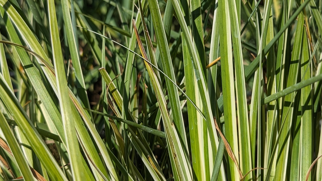 Der Graskalmus (Acorus gramineus) ist eines der wenigen Gräser mit duftenden Blättern. © GartenRadio.fm