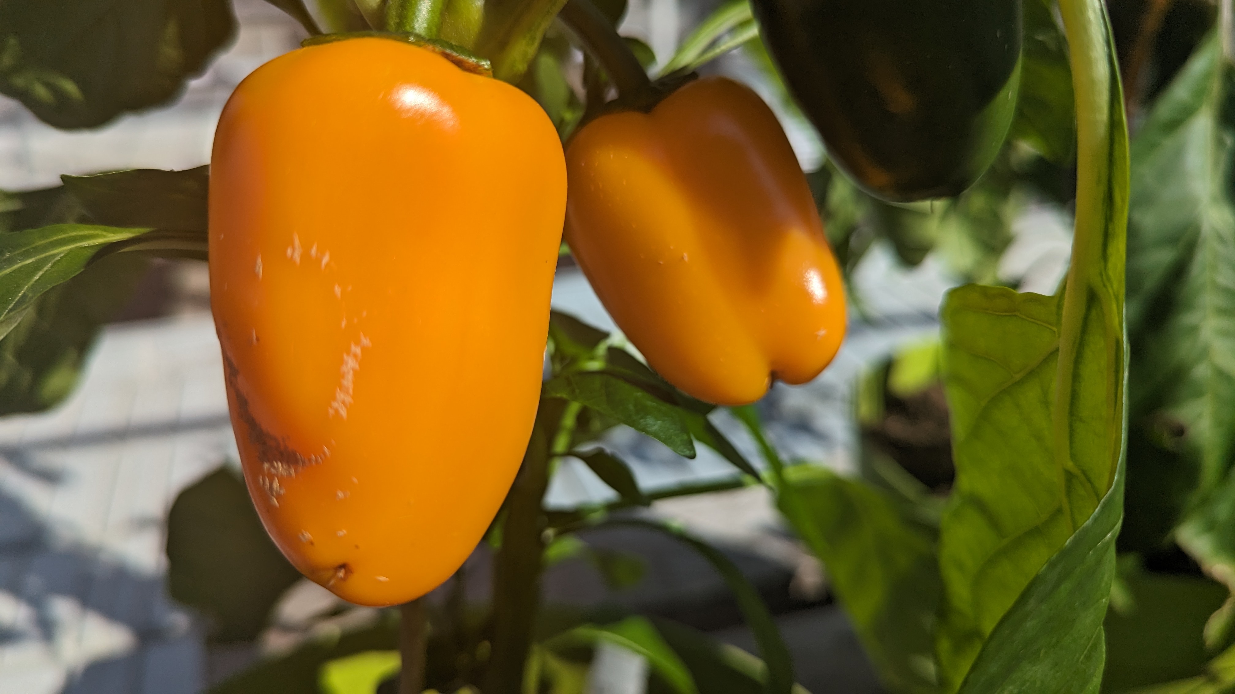 Paprika mögen warme Füsse und einen kühlen Kopf. © GartenRadio.fm