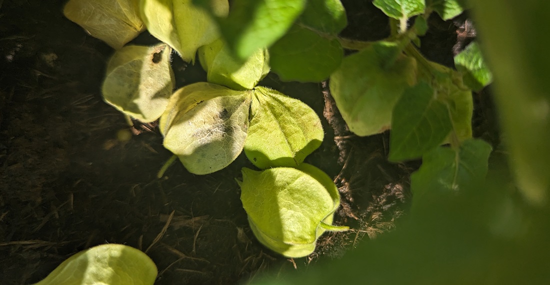 Täglich lässt die Ananasbeere in der Erntezeit perfekt verpackte Früchte fallen. © GartenRadio.fm