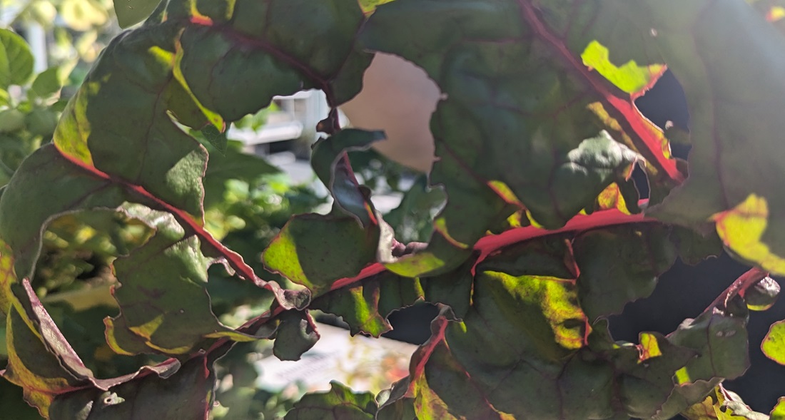 Die Schnecken haben von dem Mangold nicht viel übrig gelassen. © GartenRadio.fm