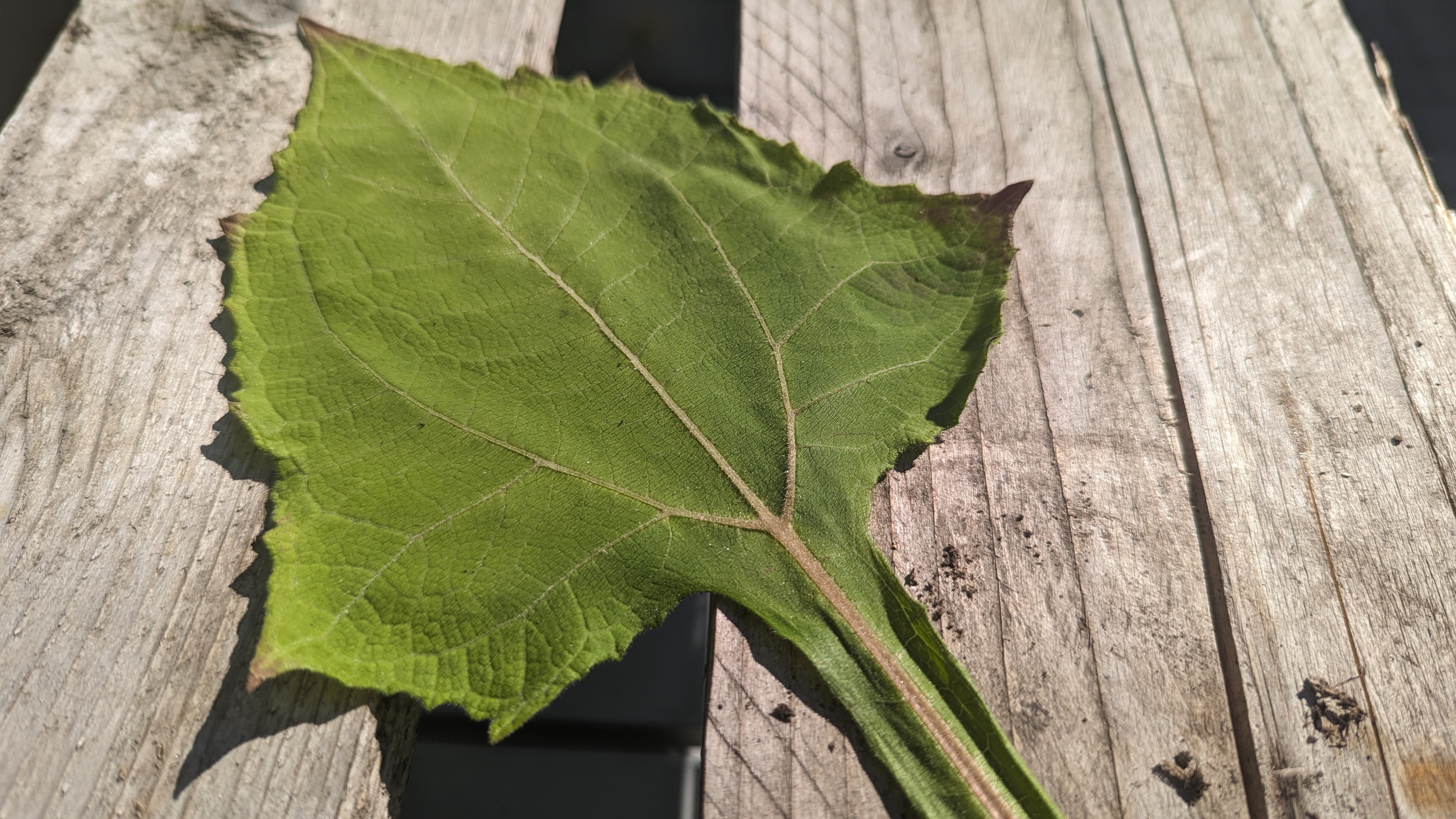 Am Stil des Yakon-Blatts bilden sich Brut-Triebe, die über Winter eingelagert werden und im nächsten Jahr Knollen entwickeln. © GartenRadio.fm