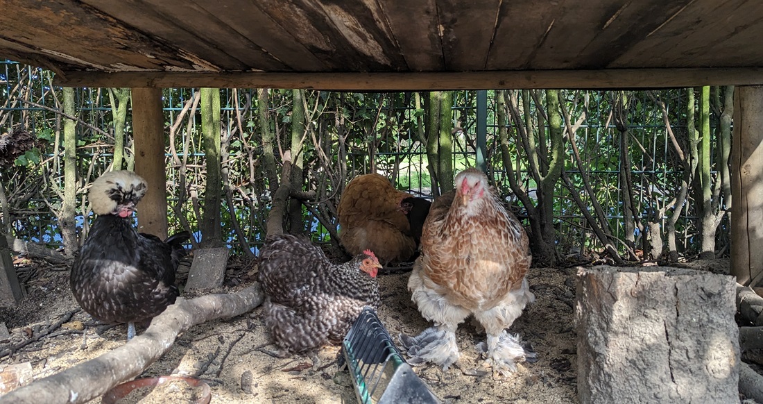 Das Futter wartet trocken und im Schatten unter dem Tisch. Ganz links: Sprotte, der Star im Gehege. © GartenRadio.fm