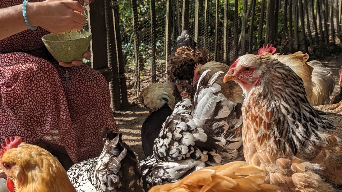 Mit Mehlwürmern lässt sich jedes Huhn begeistern. © GartenRadio.fm