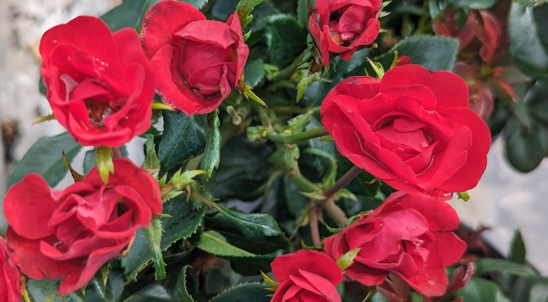 Die Minirosen „Zepeti“ eignen sich auch als Dauerblüher im Kübel.© GartenRadio.fm 