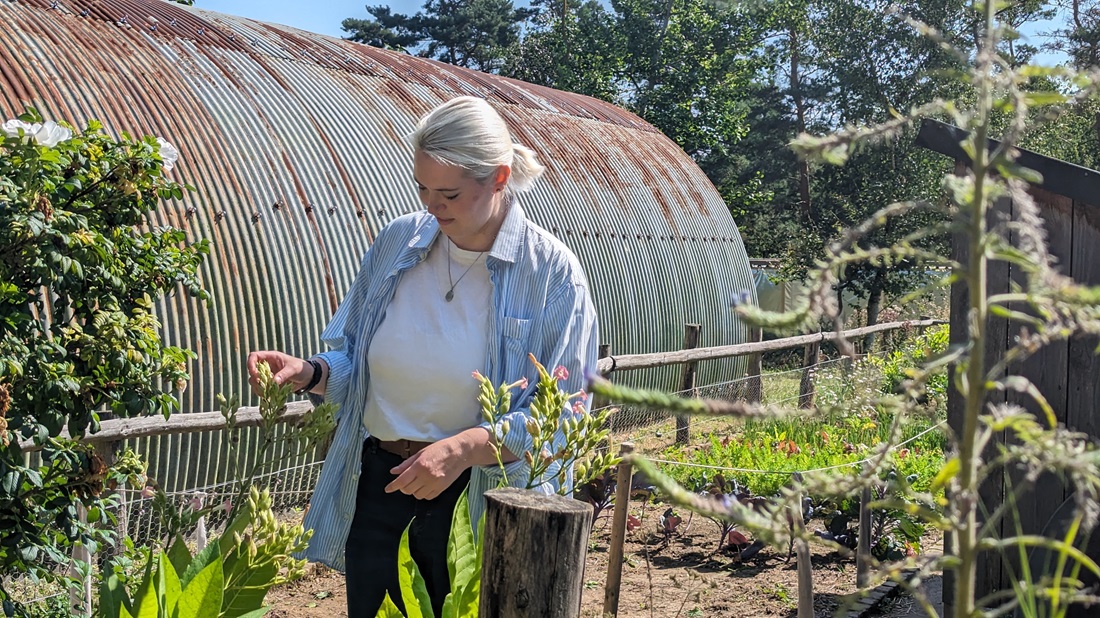 Margarethe Becker, Biologin im LVR Freilichtmuseum Kommern hat in dem Nissengarten nach historischem Vorbild auch Tabak angepflanzt. © GartenRadio.fm