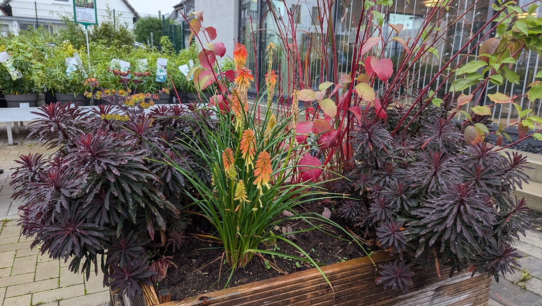 Hartriegel und Wolfsmilch wirken zusammen wie ein Ausschnitt aus dem Garten. © GartenRadio.fm