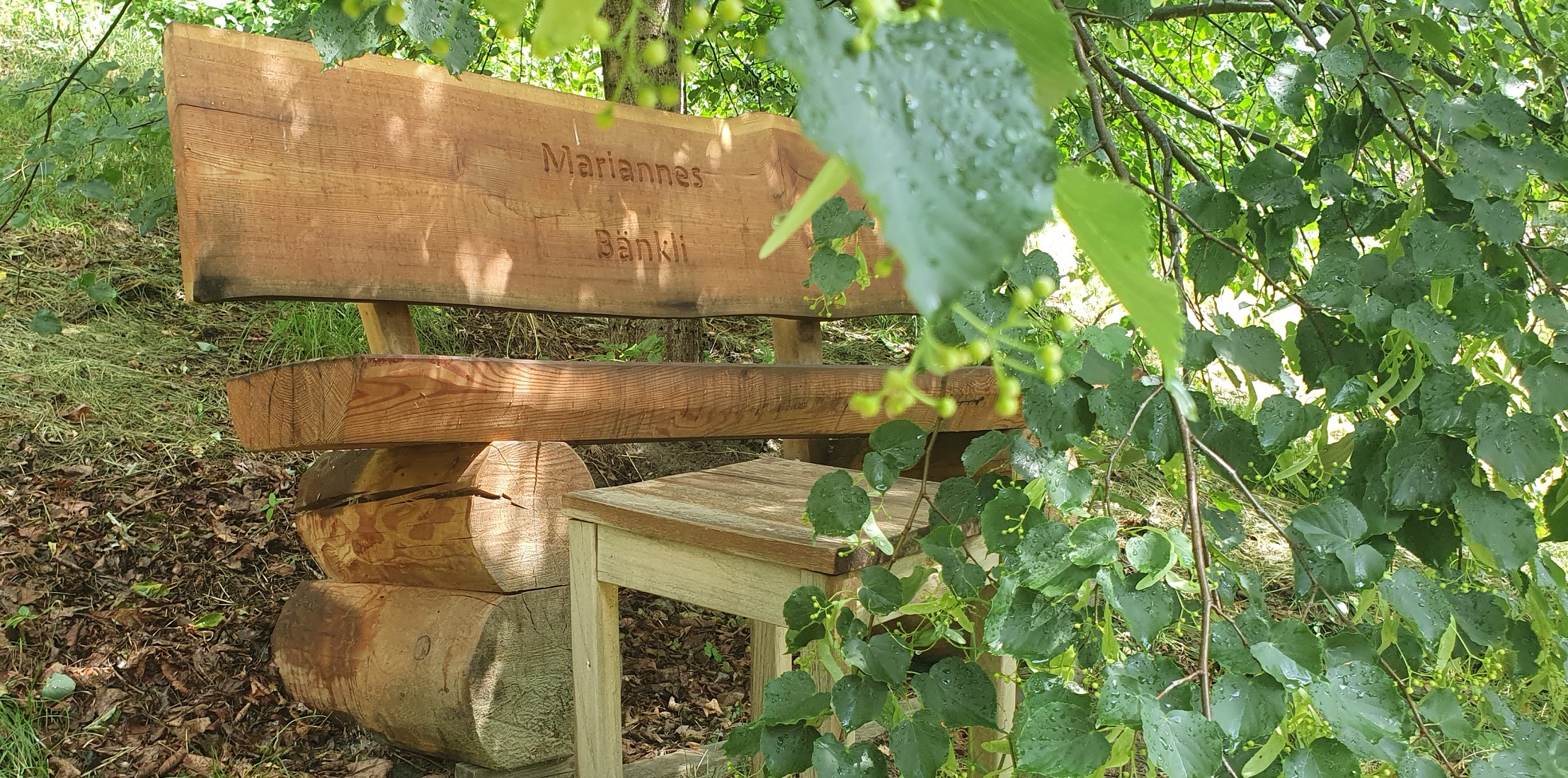 Sitzplätze im Garten sind wichtig, um den Garten ausgiebig zu beobachten. Dieses Bänkli unter einem Lindenbaum hat Richard Wymann für seine Frau Marianne machen lassen. © GartenRadio.fm