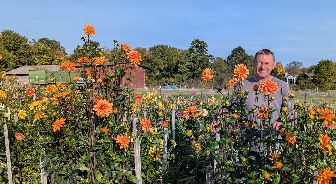 Seit 2014 wachsen die Dahlien von Daumants Oss in Berlin-Gatow. © GartenRadio.fm