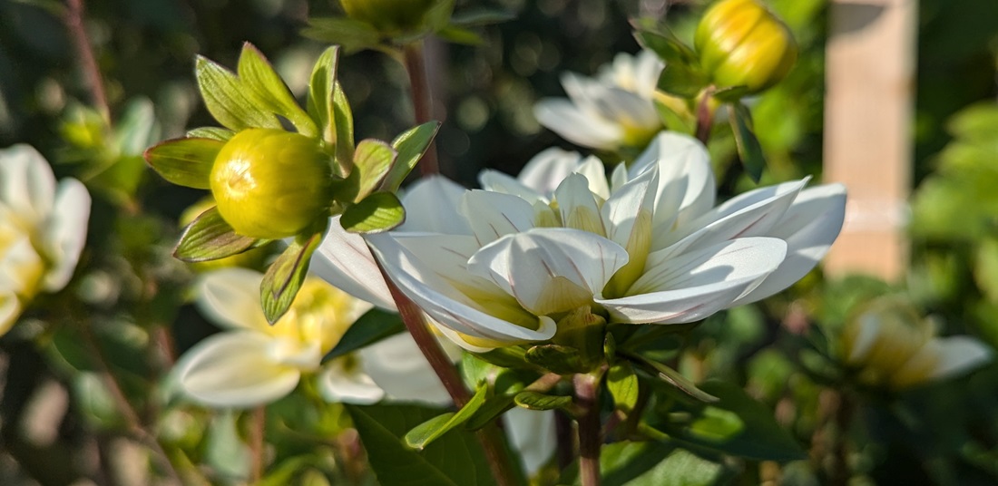 "Buisson Montreuil" gehört zu den Seerosen-Dahlien und ist ist die blühfreudigste Dahlien in seinem Dahlienparadies. © GartenRadio.fm