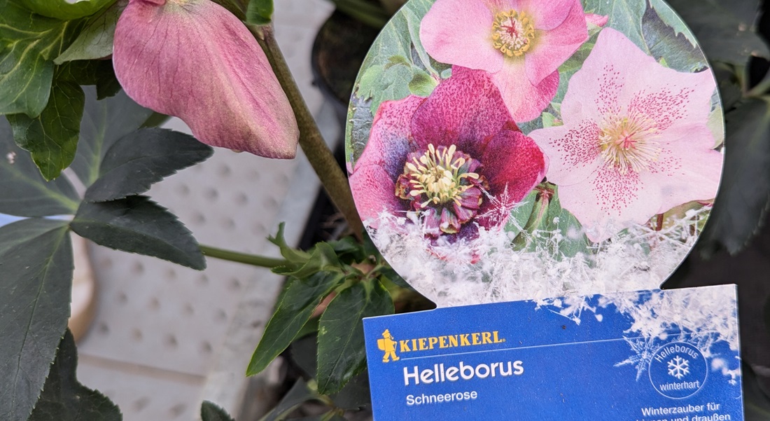 Die Bezeichnung der Helleborus-Arten auf den Etiketten ist oft ungenau. © GartenRadio.fm