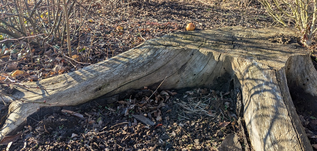 Wer einen Baumstamm und seine Wurzeln nicht entfernen möchte, könnte auch über eine Bepflanzng nachdenken. © Gartenradio.fm