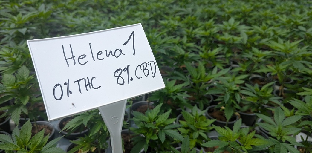 Die Hanfpflanzen in der Bioland Gärtnerei haben zwischen 0% und 10% THC