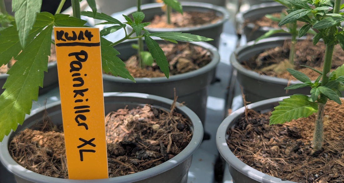 Längst sind Hanfwirkstoffe wie CBD als Schmerztherapeutikum in den Apotheken angekommen