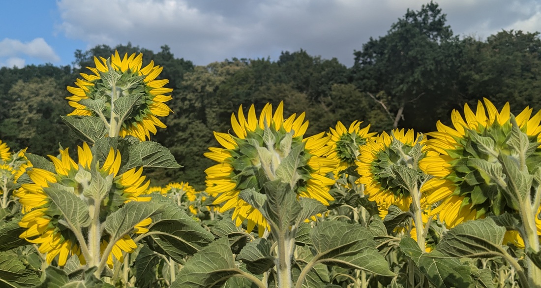 Die Sonne im Nacken. © GartenRadio.fm