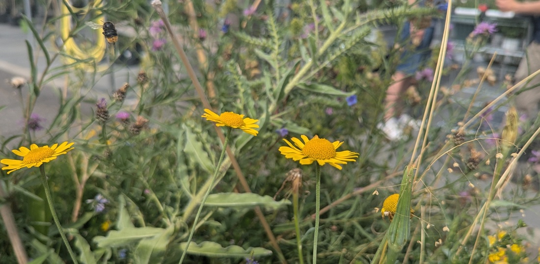 Die Färberkamille versprüht wie fast alle Wildpflanzen Wiesencharakter.