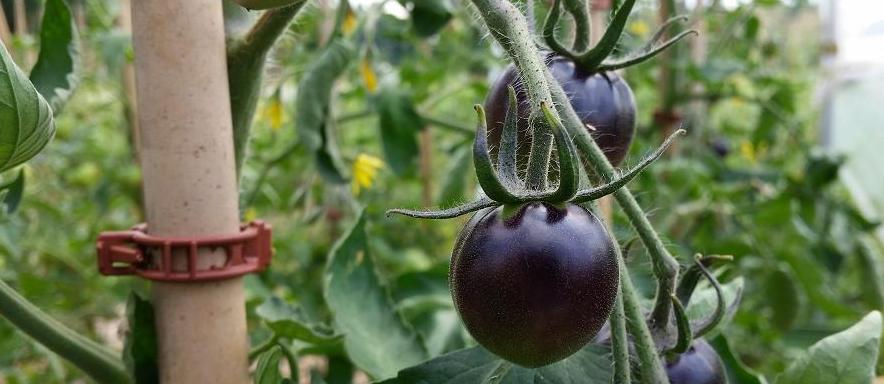 Alte Tomatensorten bringen Farbe ins Beet © GartenRadio.fm