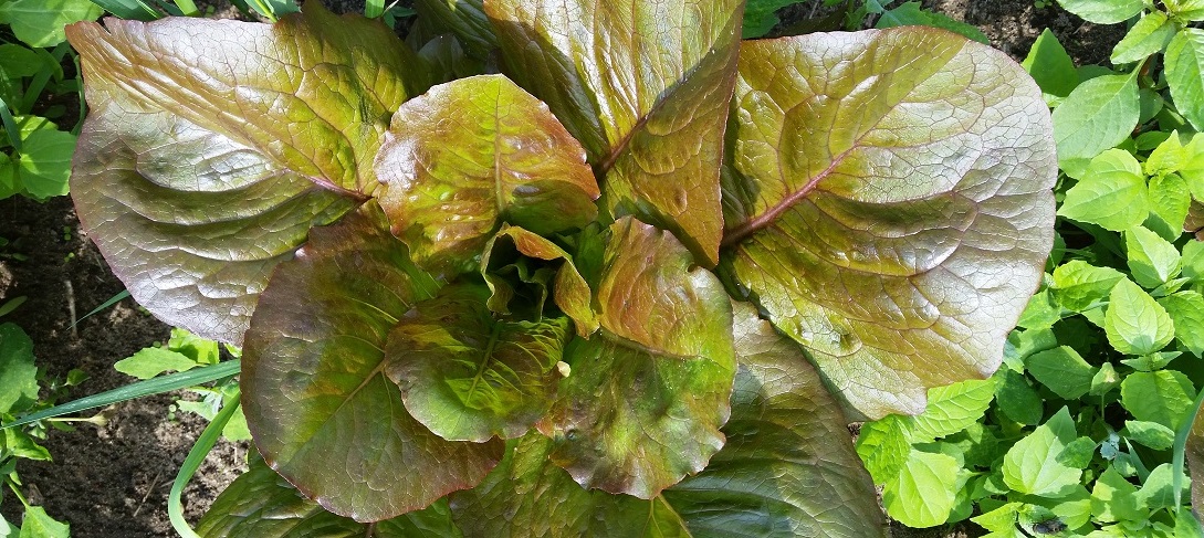 So kann ein selbstgezogener Salat aussehen © GartenRadio.fm